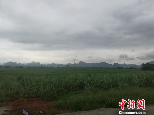 廣西甘蔗種植使用智能灌溉係統助力“甜蜜產業”