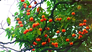 �O�Ӥj�������A����