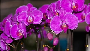 �O�W���D�����w�a