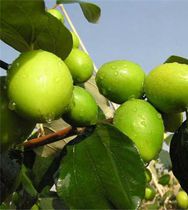 �O�W�j�C��