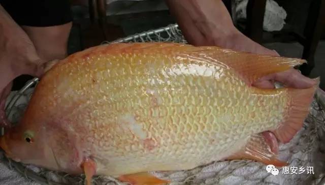 �����b�s���f�s���Ϥ�