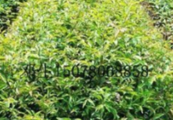 �y�z�e��50����͔I�o�����P�ءL���W�\��ҧ��