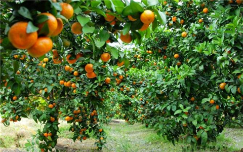 ����{�X�t�I�U ���w��ҧ��M�ا�s����