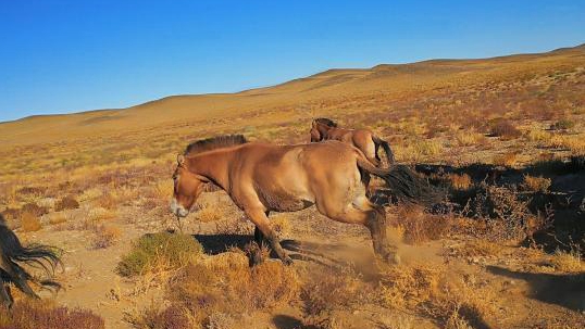 �s���I�v�J�E�s�s�~��ݵܡL�v���Y���S��