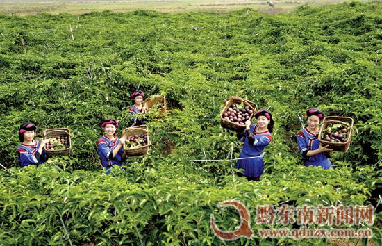 寸皚秏窾斤κ鸝纂L藹秸〃皭暲W 寸皚秏窾斤κ鸝纂L藹秸〃皭暲W