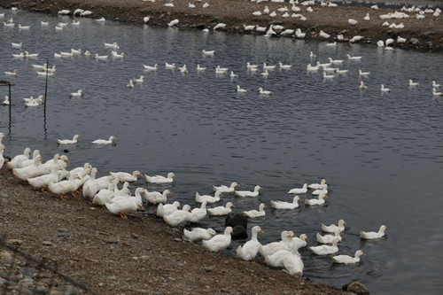 ���W�֨{���y�F�����j�q�p�V��6064���r����ʐ�