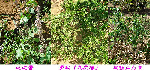 ����b�F�Y��Z ������n���w�Y�U���B