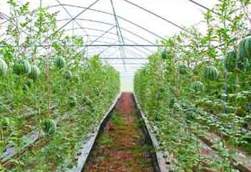 �����ø�����n���w�������a���s��Z