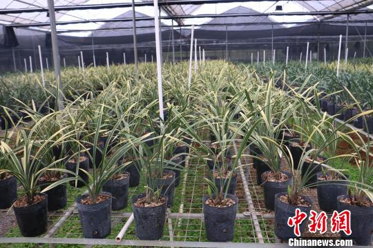 ���W��˔Iڤ�b���y�L�^����ä���a���ؔH�ϥ��P��