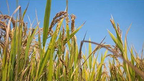 �y���������@��I���N���W���D�߯��I�O1665.5�f��