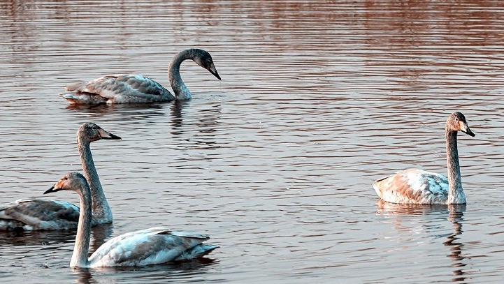 �a���}�أV�ɒÕ[��ͮ��