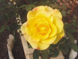 ��ҧ���� 4�����S���C�F