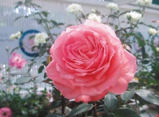 ��ҧ���� 4�����S���C�F