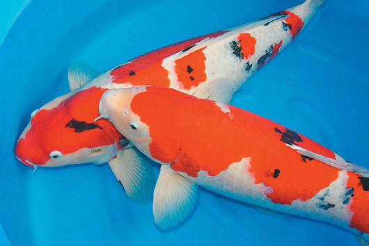 �s�U�ç��p�e����D�W���N�}�����W��Z���ʐ�