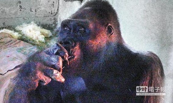 �哥���J�Z���y�L�l�͕����L���֡������V�̥ߢs