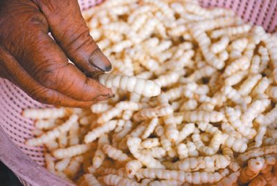 ���W�ϥ��P�|ħ�g�����ԡL���ۧ塲���ʐ�