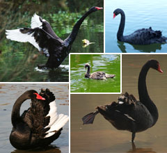 ���W�j���K�����f����ͮ ���R�a���_�լt