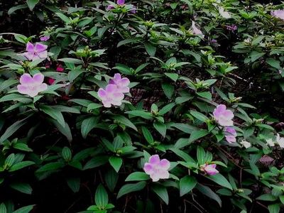 �v�द�M�����W�F�{�����L���_�����ʐ�