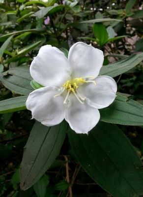 �v�द�M�����W �F�{�����L���_��(��)