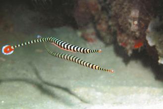 ���W�K�����Z�L�a�\�������s���n�h���������ʐ�