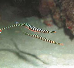 ���W�K�����Z�L�a�\�������s�� �n�h���������ʐ�