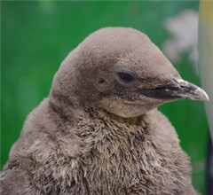 ���W���J�Z�bͮ�}�}�L�G�D���G��