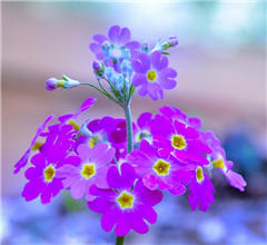 �ʐ��哥�L�ڱ`���G��¦������i