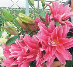 �夤���ϕs�֣e������ 165�ѶP�F��G�F