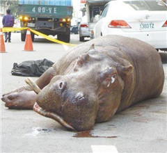 �夤�R�|�e�J��L�P�j