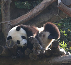 �L���n���G���e�W�e