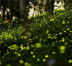 �哥���Z���y�L�ʕW���o���H�� �x���[��ʓ�R