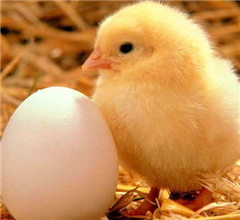 ���y�F���͸T�_�s