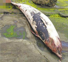 �Lک����P���I�����i�L �y�˥�������Ͳ