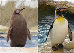 �哥���J�Zä�_�bͮ�ǣk�� ��y�W�Ԥ�����