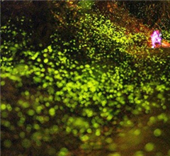 ħ���e�z�״ʕW�˒��z�� ���畳�W�b�Ľ��e