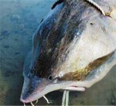 ���s�o�H���Y�|800�O�����v�� �����d����30��