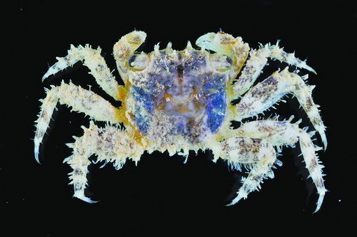 �ʐ䣳�P�s�J�X�}�����W