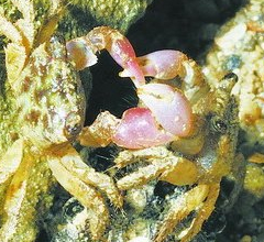 ���P�s�J�X�}�����W