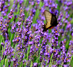 �y�q�e֣��p�ĒͲ����W ���O�ѥ����}�I