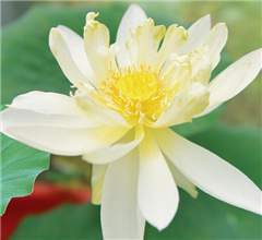 �^�աL����600�e���߶}��