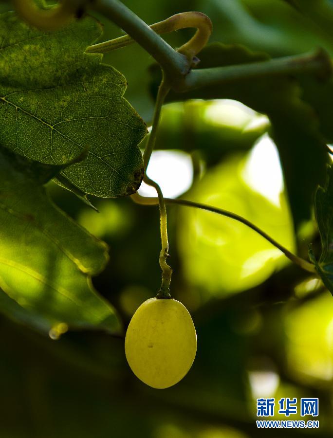 ���s��60�e���q�n���Y�s�����ʤ夬������3������f�Y���Q�Œɐ�����u�u�ѕi�}��