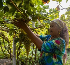 ����f�Y���Q�Œɐ�����u�u�ѕi�}��