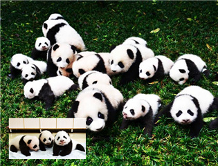 �s�ͧ�]�}�}�ɤ��G�� �l�l��