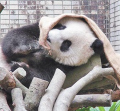 "���n"�M���U�ʾ��� ��}�ѥήY�@�Y�P�_�l���ʐ�