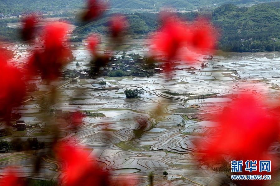 ���w�h�b���{�мZ