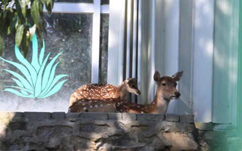 ���W���e���J�����աL���塲�������