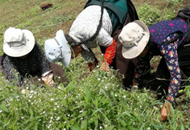 �G�e����̔I�o���H���h�תe�p��L�׶]���E��e����̷s�_��