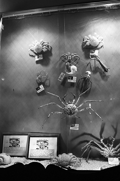 �V�Xè�J�����a