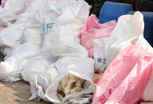 ���W�Lڰ��p����H5N2��H5N8�f޷�̵L���{�˯f��