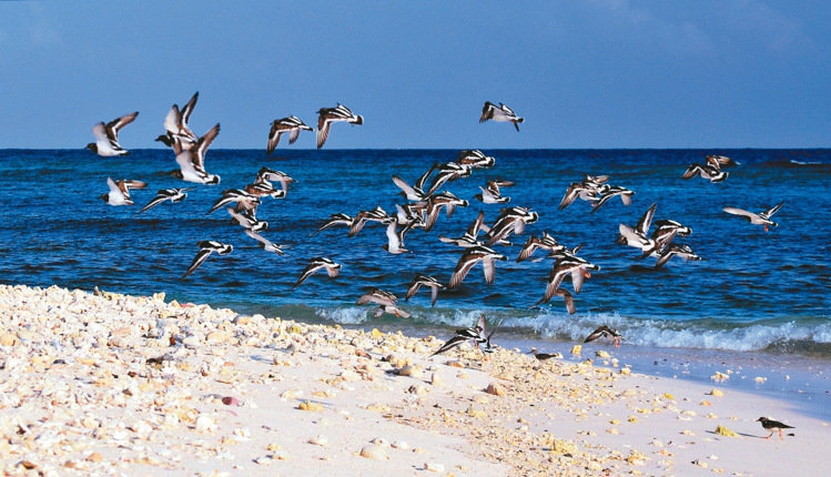 籓灣巡釘z拍尼太平島畫翵拽 呼友稰鼓W冠ㄓ 籓灣巡釘z拍尼太平島畫翵拽 呼友稰鼓W冠ㄓ